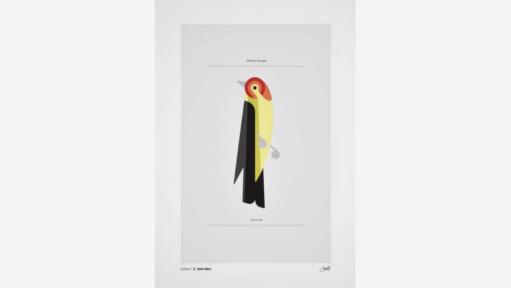 Affiche Josh Brill - western tanager 50x70cm
