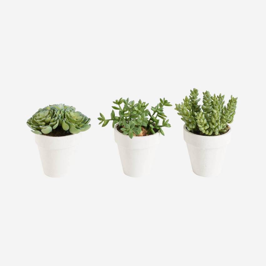 Succulentes en pot (assortiment de 3 modèles)