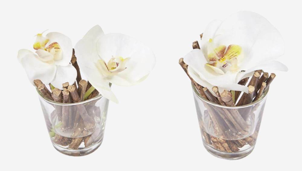 2 vlinderorchideeën met illusie van water - Wit