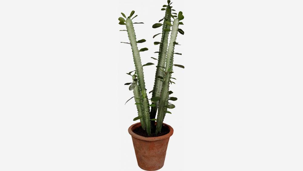 Cactus euphorbia en macetero