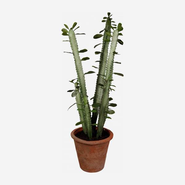 Cactus euphorbia in een pot
