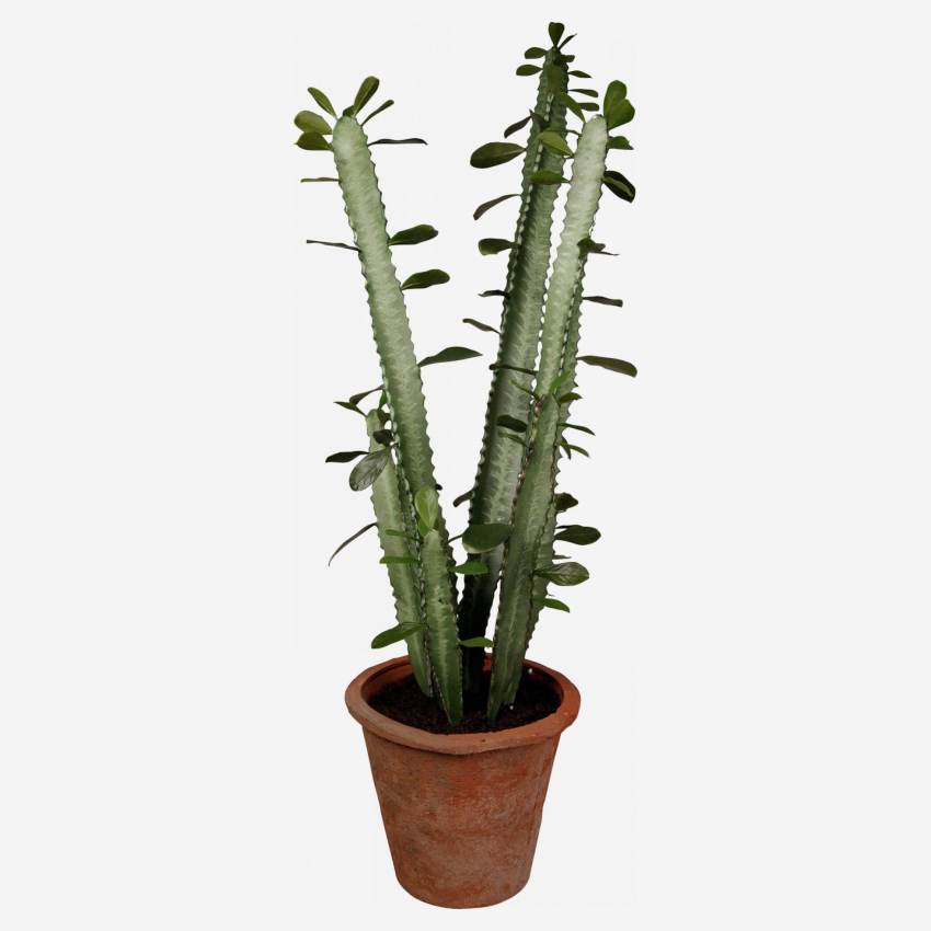 Cactus euphorbia em vaso