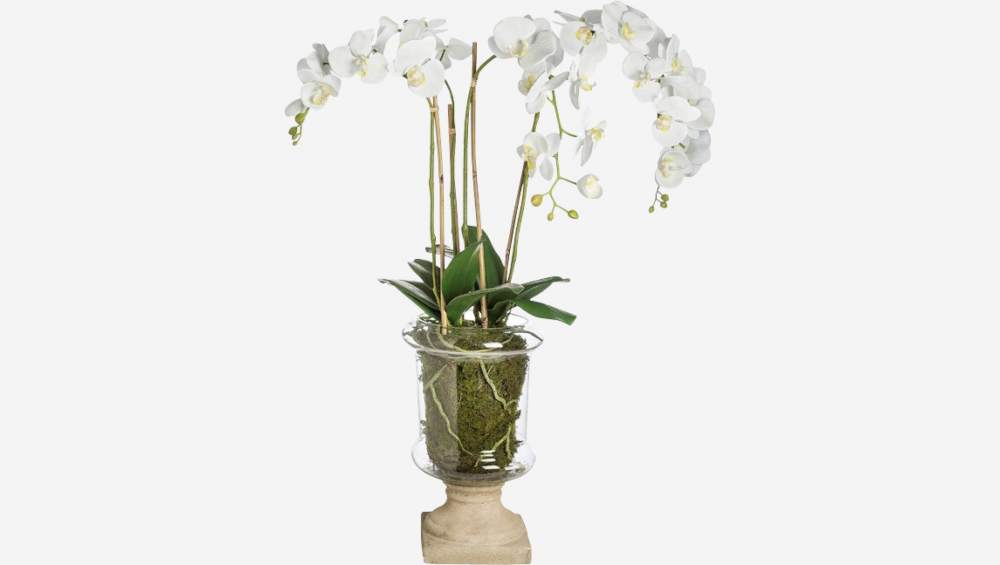 Topf mit 4 Marylin-Orchideen