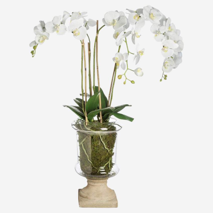 Vaso de 4 orquídeas Marylin