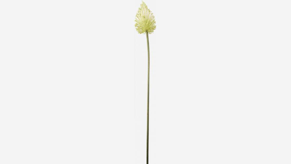 Allium stengel