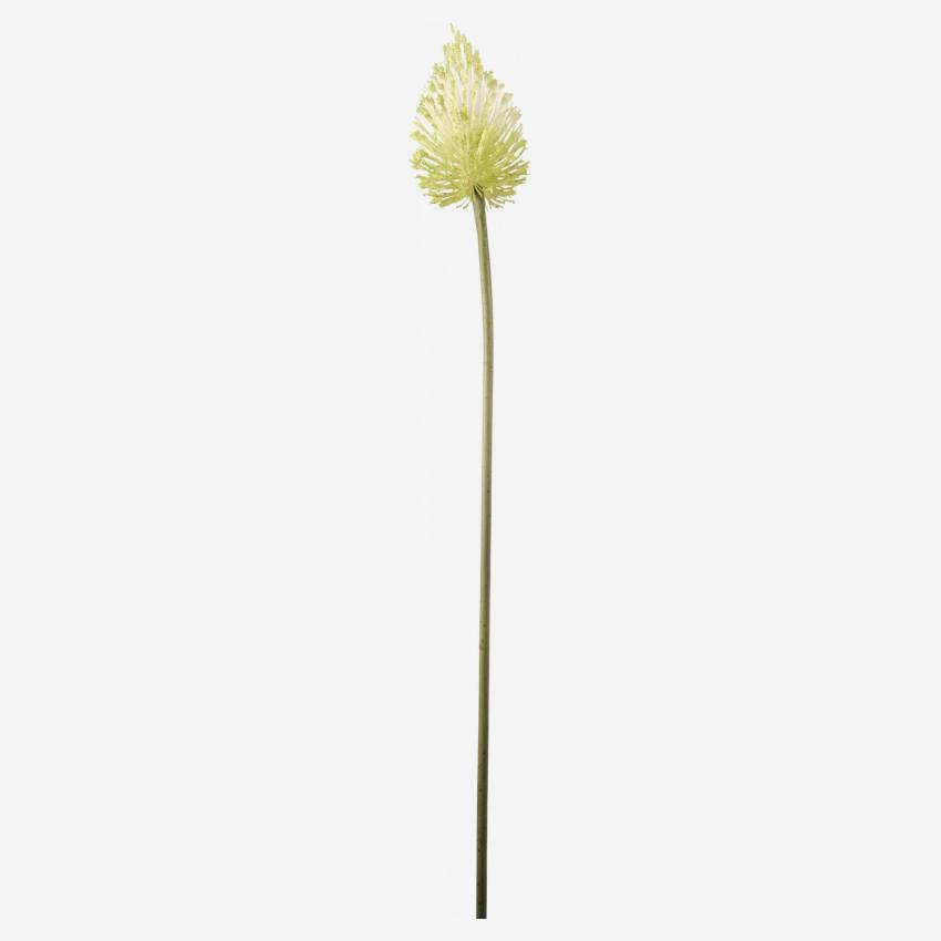 Allium stengel