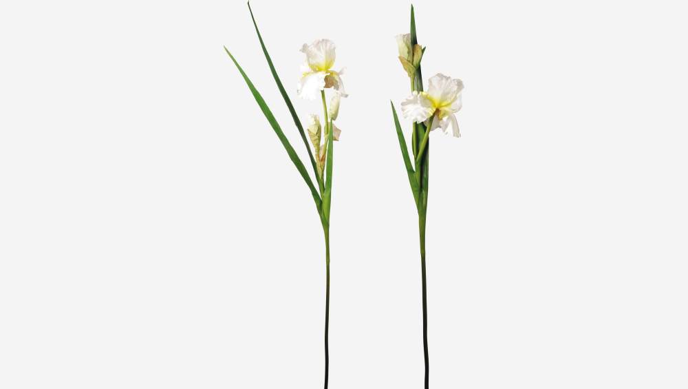 Stelo di iris (2 colori assortiti)