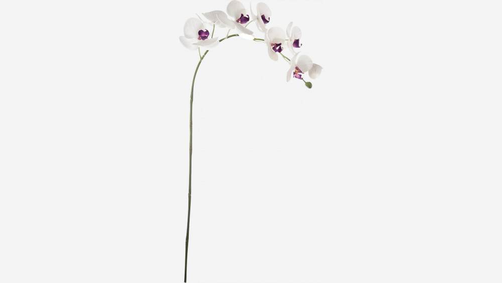 Pé de orquídea phalaenopsis azul