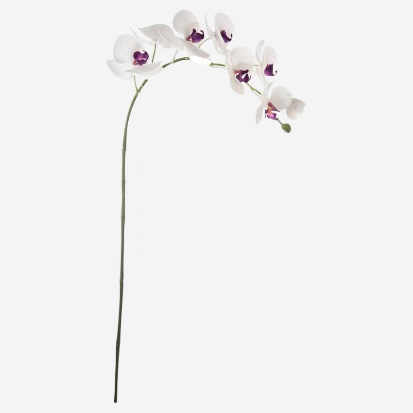 Pé de orquídea phalaenopsis azul