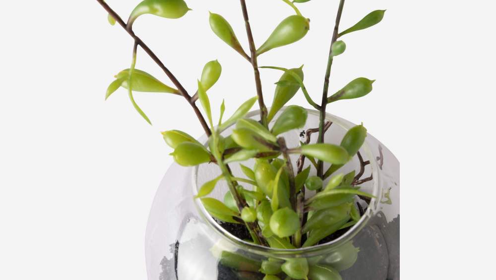 Vetplant in glazen hangpotje
