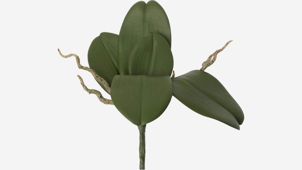 Folhas de orquídea phalaenopsis 