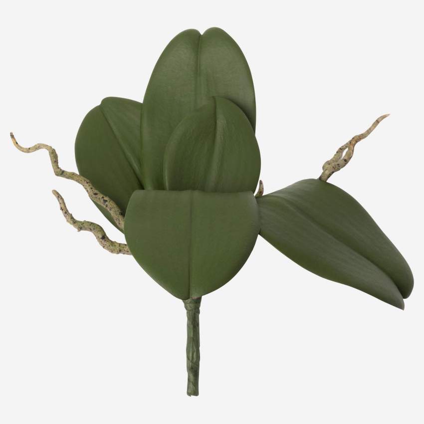 Orchidee Phalaenopsis Blattwerk