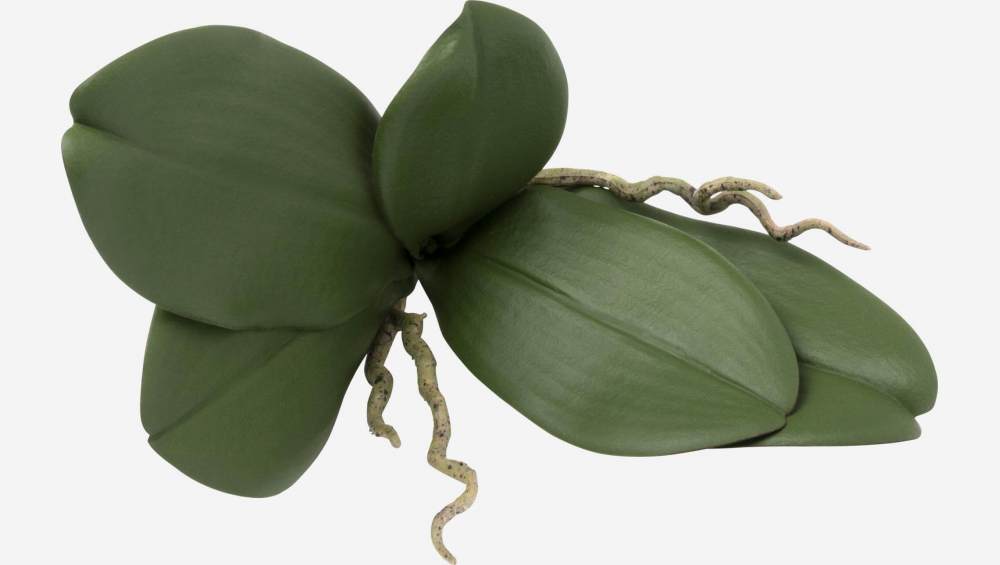 Feuilles d'orchidée phalaenopsis