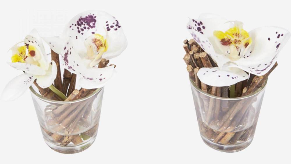 2 vlinderorchideeën met illusie van water - Paars
