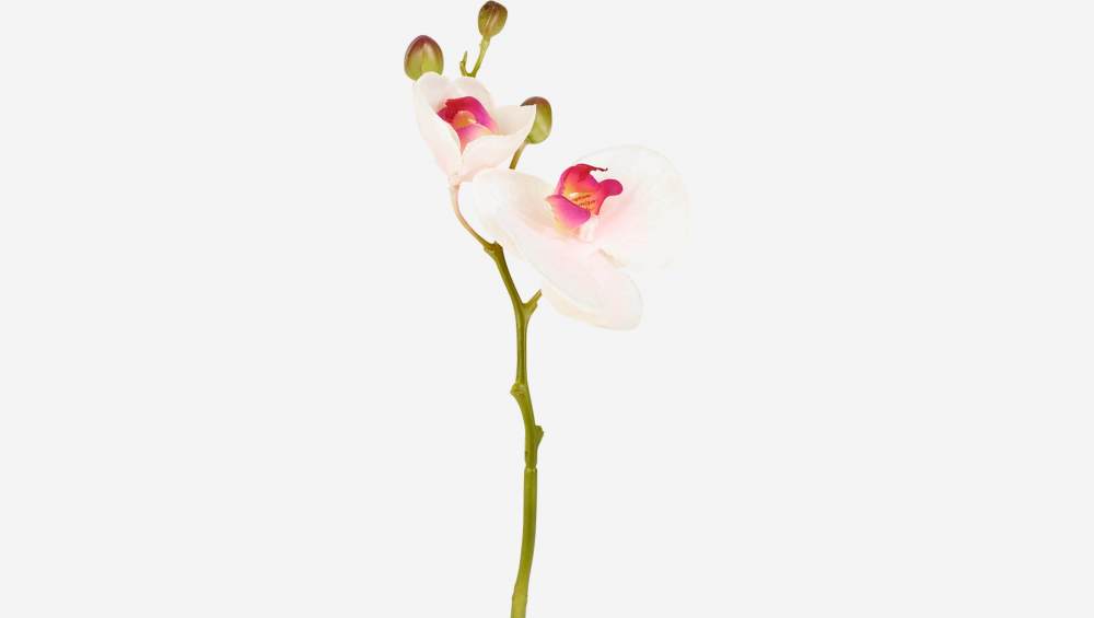 Orquídea phalaenopsis con 2 tallos y 3 yemas