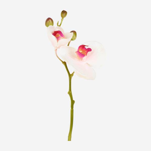 Phalaenopsis-Orchidee mit 2 Stielen und 3 Knospen