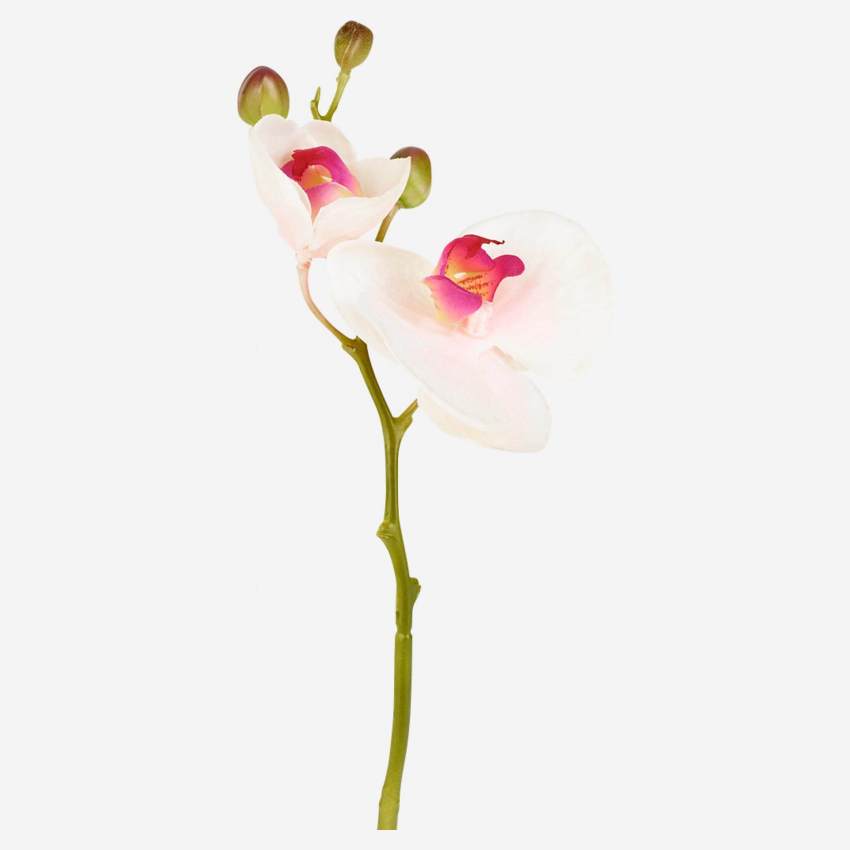 Orchidée phalaenopsis avec 2 tiges et 3 boutons 