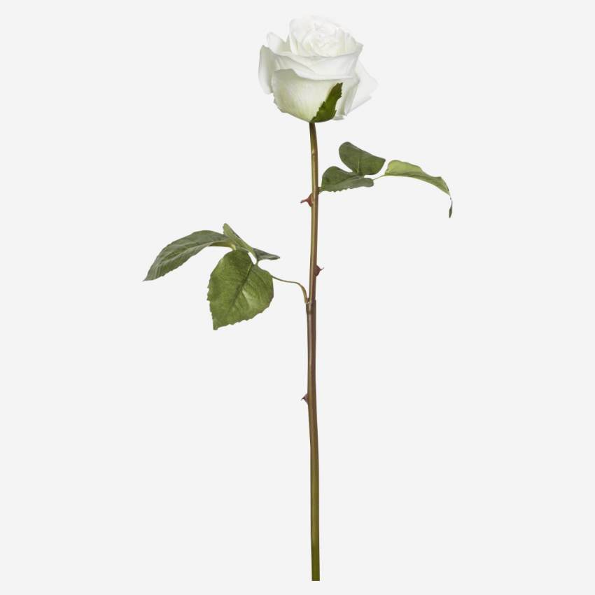 Rose diane - blanc