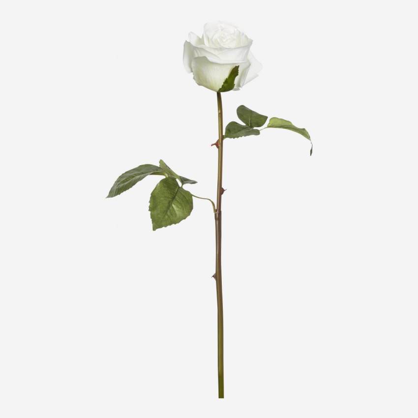 Rose diane - blanc
