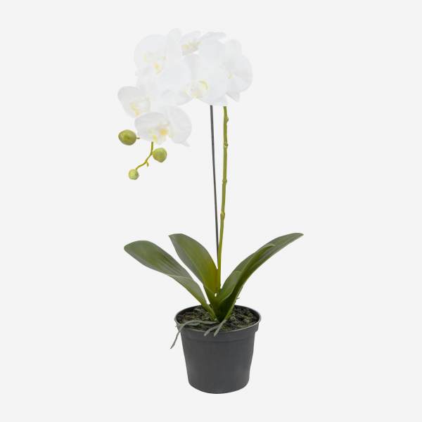 Orchidée phalaenopsis en pot - Blanc