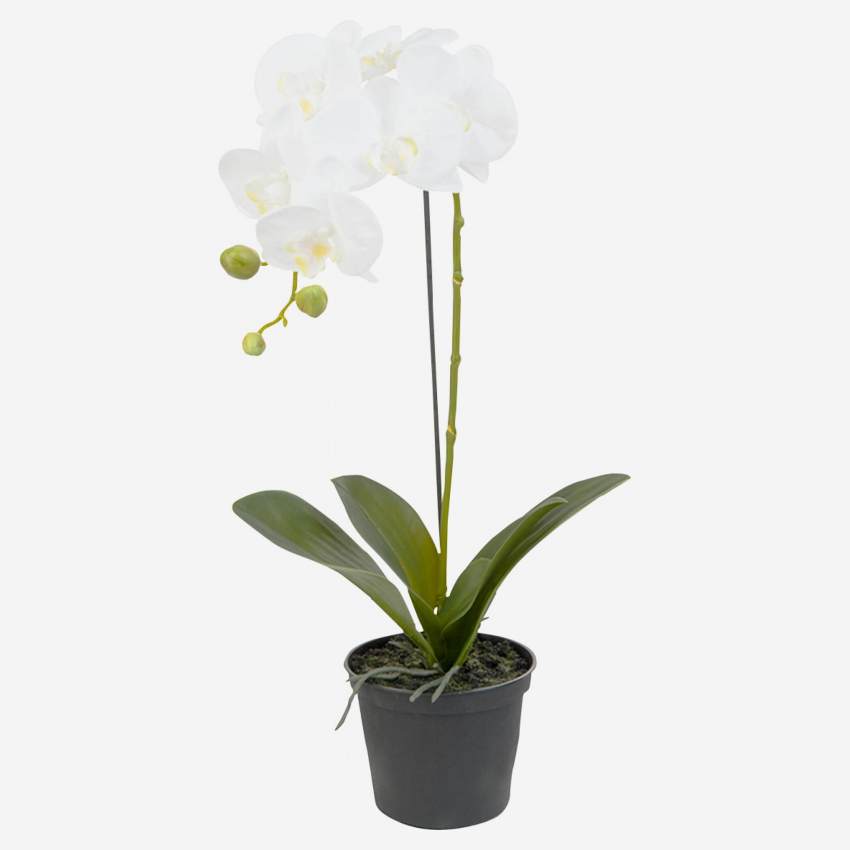 Orchidée phalaenopsis en pot - Blanc